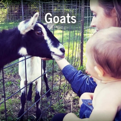 Goats at Enchanted Valley Acres