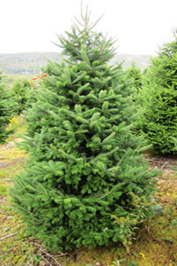 Christmas Trees - Enchanted Valley Acres