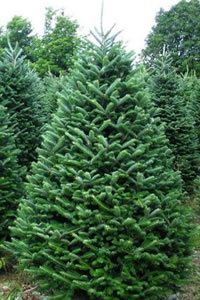 Christmas Trees - Enchanted Valley Acres