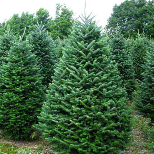 Christmas Trees