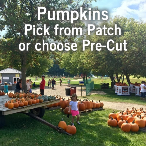 Enchanted Valley Acres Fall Family Fun and Christmas Trees -Pumpkin Patch - Pick your own or choose from a Pre-Cut one