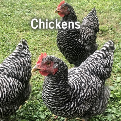 Kids activities at Enchanted Valley Acres in Cross Plains Wisconsin.