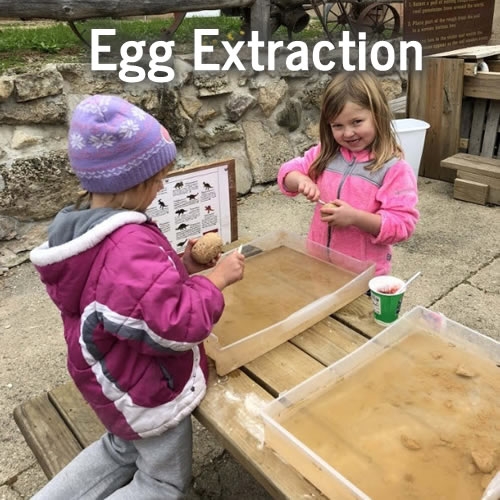 Enchanted Valley Acres Fall Family Fun and Christmas Trees - Egg Extraction Activity
