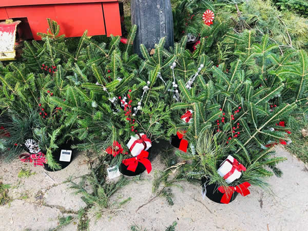 Christmas Porch Pots for sale at Enchanted Valley Acres