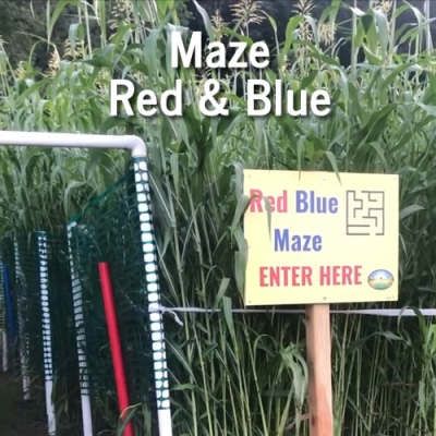 No Image Maze Red and Blue
