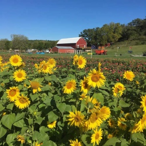 Sunflowers and Zinnias