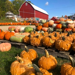 Pumpkins 1