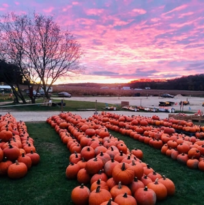 Pumpkins 3